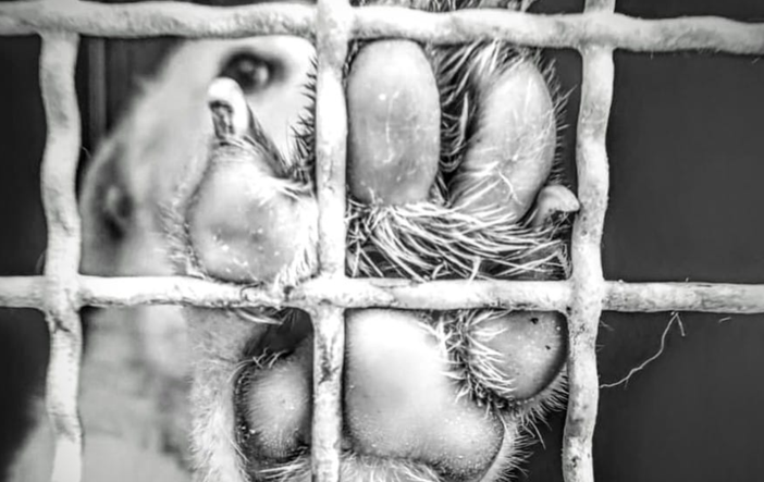 Un anno nuovo, un bilancio positivo: l’impegno dell’Associazione GEA per un futuro rispettoso dei diritti degli animali Un anno nuovo, un bilancio positivo: l’impegno dell’Associazione GEA per un futuro rispettoso dei diritti degli animali