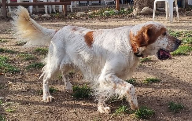 Bill cerca casa: setter inglese, compagno ideale per gite e passeggiate