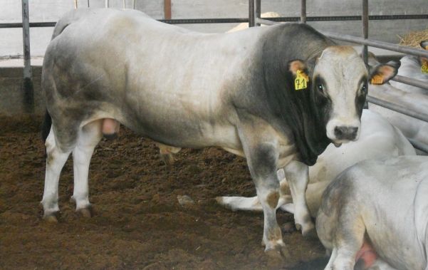 Meeting della Razza Piemontese a Bagnolo Piemonte