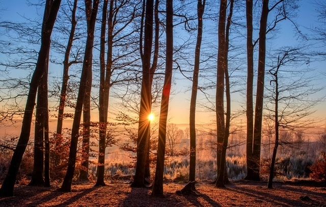 “Alberi per il futuro”: tre importanti incontri a Dronero