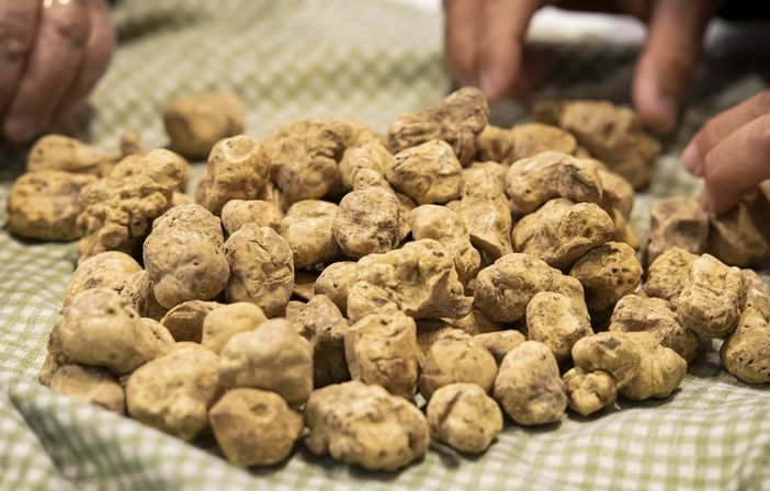Un 2021 da record per il tartufo in Italia Un 2021 da record per il tartufo in Italia