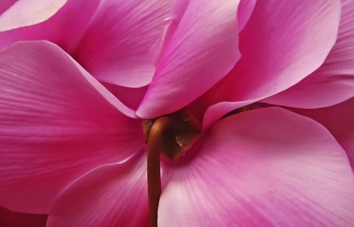 “Dai respiro alla Ricerca”: serata sulla Fibrosi Cistica a Villafalletto “Dai respiro alla Ricerca”: serata sulla Fibrosi Cistica a Villafalletto