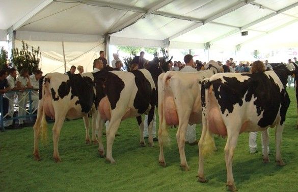 Parte questa sera (sotto la pioggia?) con l‘inaugurazione della Mostra della Meccanica Agricola il Settembre Saluzzese