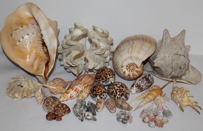 Dalle “Mille isole” di Giacarta al Museo Craveri: donata preziosa collezione di conchiglie Dalle “Mille isole” di Giacarta al Museo Craveri: donata preziosa collezione di conchiglie