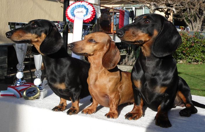A Beinette torna, per la quarta volta, la rassegna cinofila per cani di tutte le razze A Beinette torna, per la quarta volta, la rassegna cinofila per cani di tutte le razze