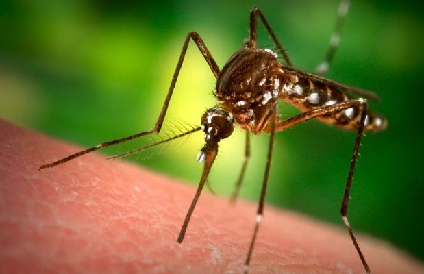 Perché passare al più presto al dispositivo anti insetti Pest Away: le principali ragioni