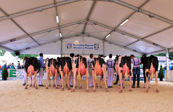 Le regine del latte in passerella a Saluzzo