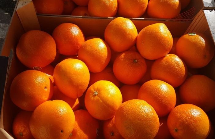 Arance Calabresi a Cuneo, Coldiretti: un pieno di salute con Campagna Amica Arance Calabresi a Cuneo, Coldiretti: un pieno di salute con Campagna Amica