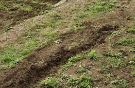 In arrivo i fondi per pagare i danni agricoli causati dalla fauna selvatica In arrivo i fondi per pagare i danni agricoli causati dalla fauna selvatica