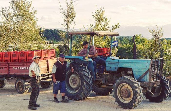 La Cantina di Clavesana chiude la vendemmia: sfiorati i 25mila quintali di uva da 200 conferitori