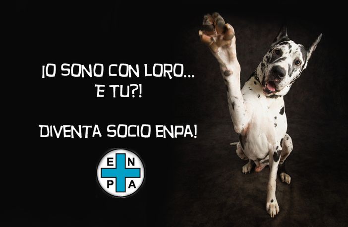 Per chi investe un cane e non si ferma, la dizione “pirata” non è affatto esagerata Per chi investe un cane e non si ferma, la dizione “pirata” non è affatto esagerata
