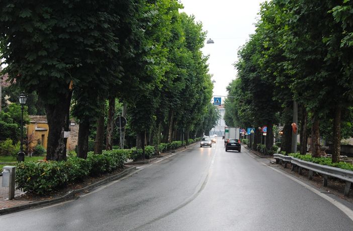 Il viale alberato di Revello