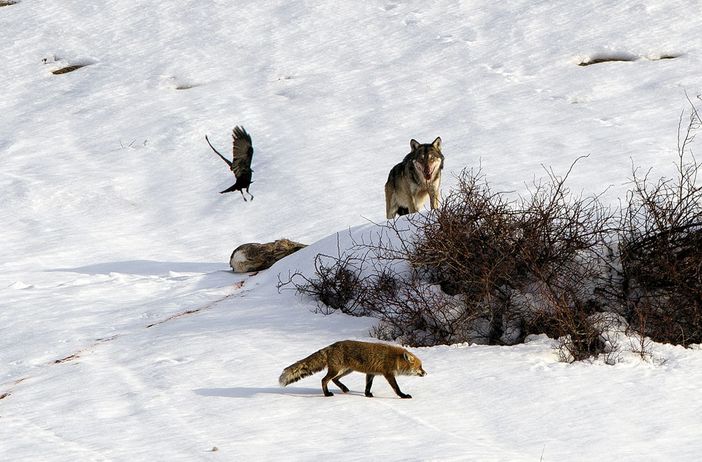 Lupo- Fotto Battisti Gaj