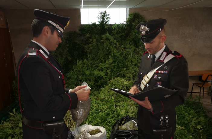 Fermati mentre esiccavano 55kg di marijuana a San Benedetto Belbo, due minorenni e un 40enne in manette