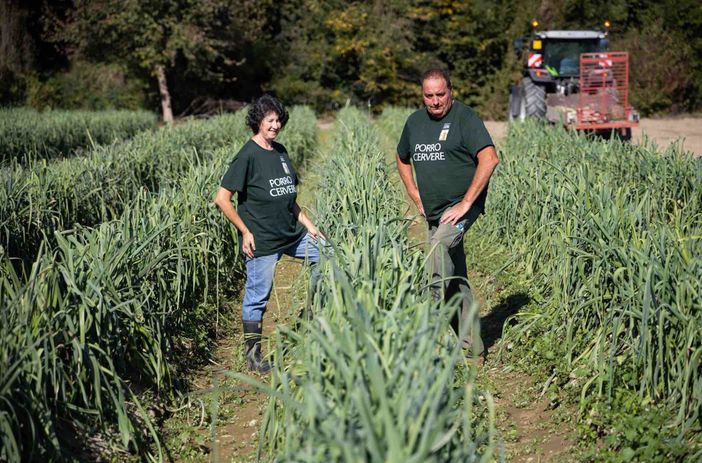 Porro di Cervere: rispetto al 2022, produzione a più 35% e qualità sempre eccellente