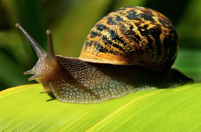 Immagine di repertorio Immagine di repertorio