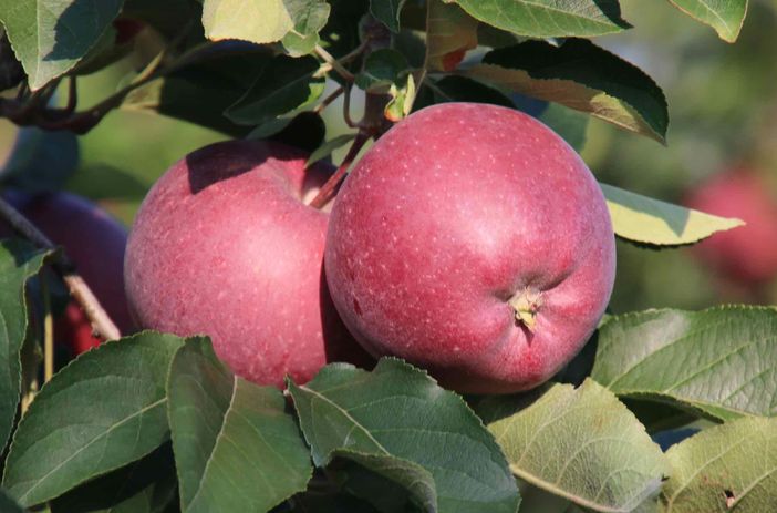 Mele, Coldiretti Cuneo: "Raccolta e produzione in crescita" Mele, Coldiretti Cuneo: "Raccolta e produzione in crescita"