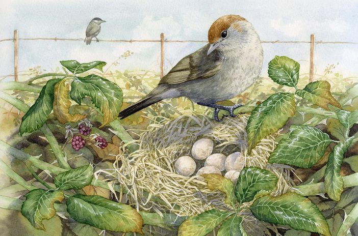 Cherasco: Lisa Pagnutti vince il concorso calendario naturalistico 2022