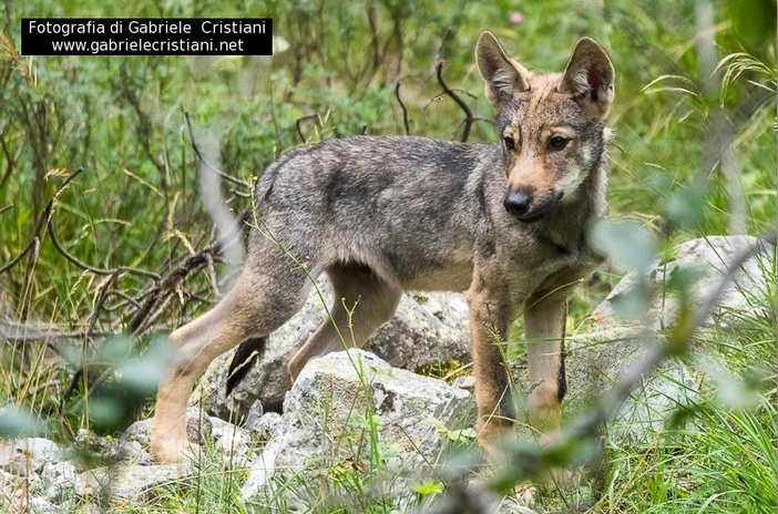 A Villanova Mondovì si parla di lupi, di paura e di tutela, di accanimento mediatico e di relatà