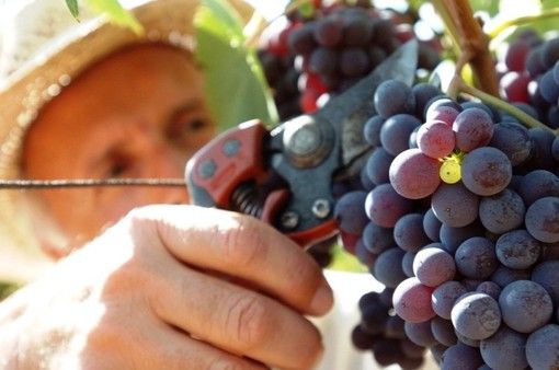 Vendemmia 2025 in Piemonte: produzione in crescita (+ 5%) e uve di qualità ottima Vendemmia 2025 in Piemonte: produzione in crescita (+ 5%) e uve di qualità ottima
