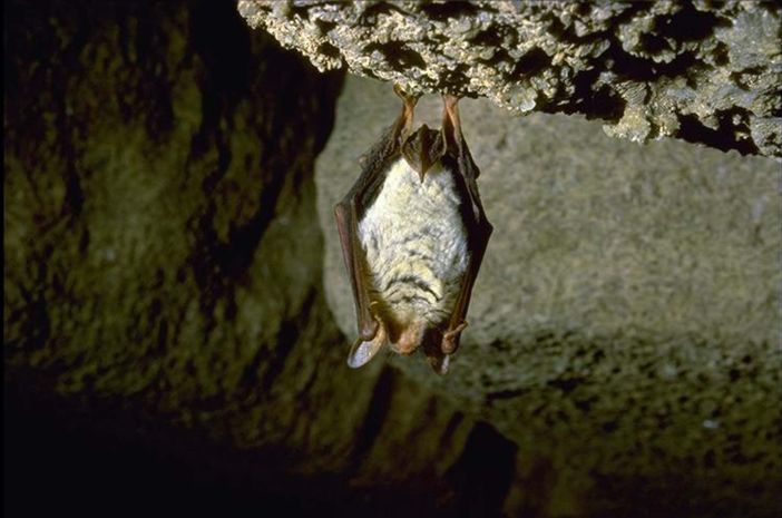 La Grotta del Rio Martino di Crissolo è chiusa per non disturbare il sonno dei pipistrelli che ne fanno la camera da letto invernale