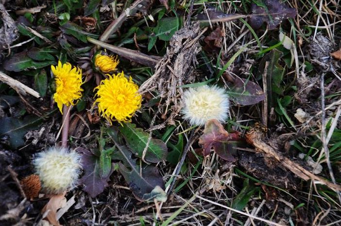 I fiori fotografati in un campo di Serra Pamparato