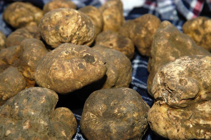 Piante tartufigene in omaggio agli agricoltori che le mettono a dimora nei loro terreni Piante tartufigene in omaggio agli agricoltori che le mettono a dimora nei loro terreni