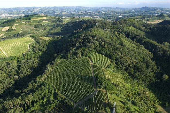 I vigneti della Sinistra Tanaro