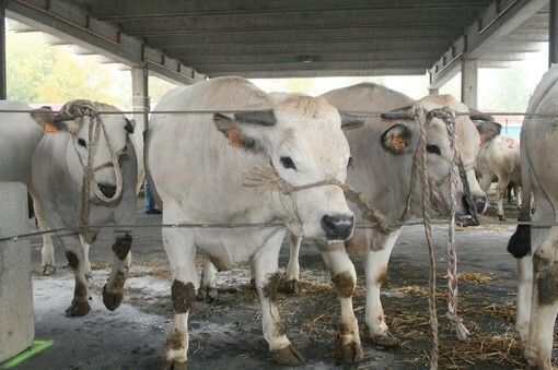 Con “AMA la Carne” Alba celebra la qualità della sua Fassona Con “AMA la Carne” Alba celebra la qualità della sua Fassona