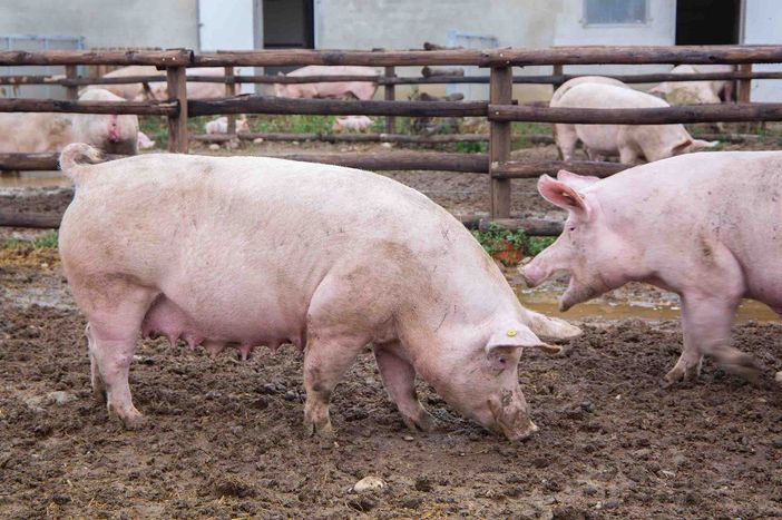 Un allevamento di suini in provincia di Cuneo