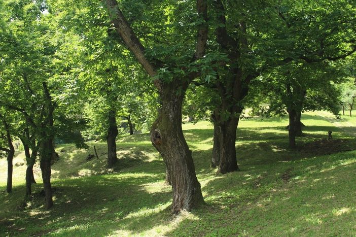 L’Unione Montana Valle Varaita ha stanziato anche quest’anno 5mila euro per la pulizia dei castagneti da frutto