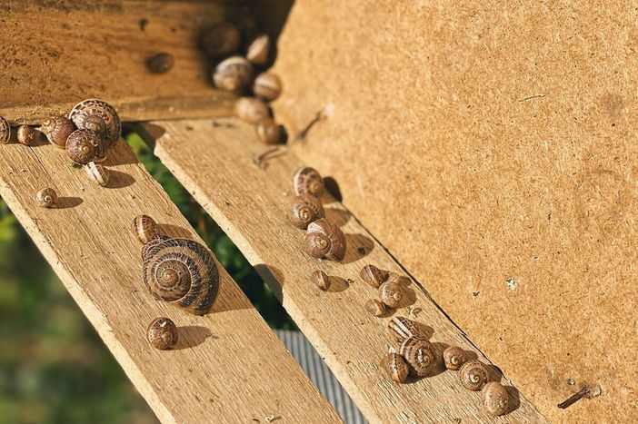 Elicicoltura, apicoltura e itticoltura: le filiere di nicchia tra biodiversità e sostenibilità
