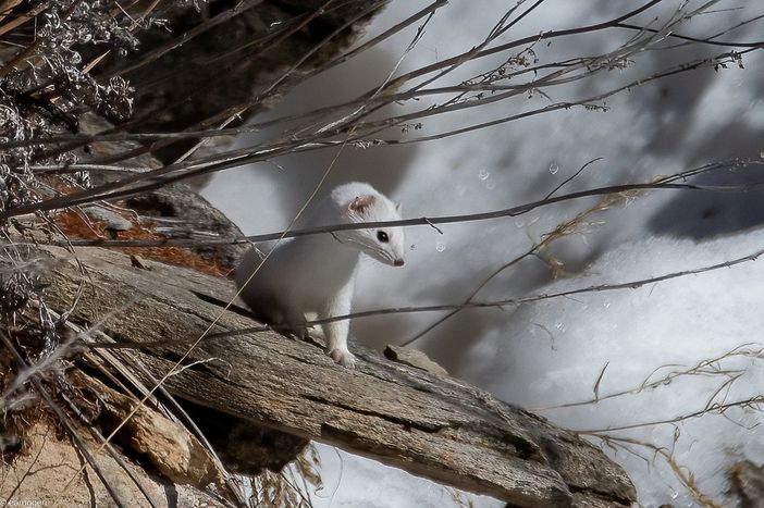 L’ermellino nel suo manto immacolato, immortalato dal fotoamatore Enrico Ruggeri