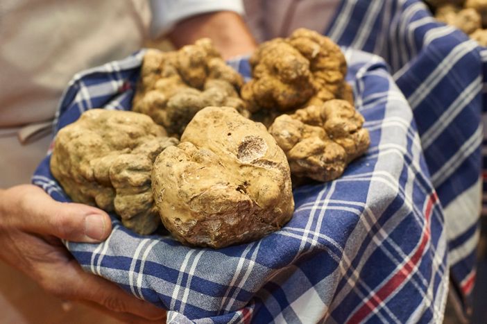 La normativa in materia di raccolta, coltivazione e commercio dei tartufi è disciplinata dalla legge 752 del 16 dicembre 1985 La normativa in materia di raccolta, coltivazione e commercio dei tartufi è disciplinata dalla legge 752 del 16 dicembre 1985