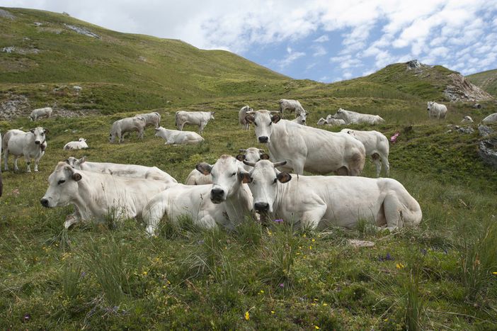 Razza Piemontese, Coldiretti Cuneo: "Sostegni in arrivo"