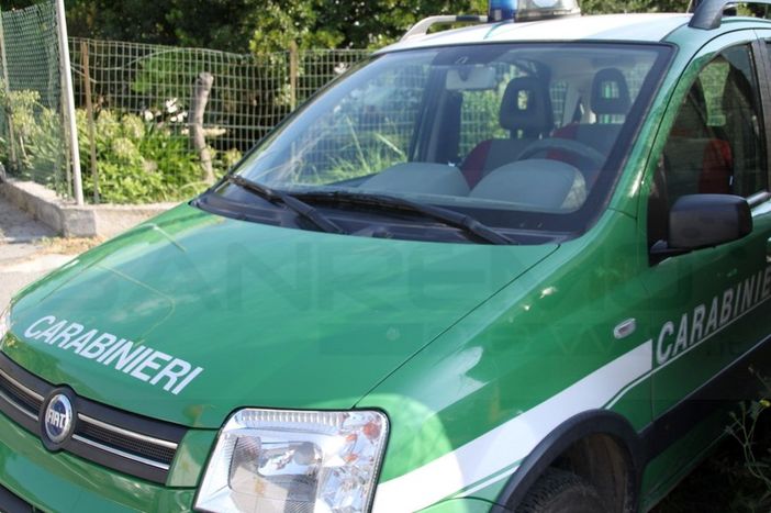 Presentato il calendario CITES 2021: l'impegno dei carabinieri a tutela delle specie animali in via di estinzione Presentato il calendario CITES 2021: l'impegno dei carabinieri a tutela delle specie animali in via di estinzione