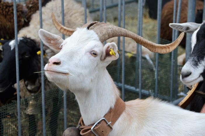 Villanova Mondovì annulla l'edizione di BEE 2020