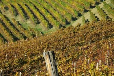 Vini a denominazione di origine: approvata delibera per conseguire l’equilibrio di mercato Vini a denominazione di origine: approvata delibera per conseguire l’equilibrio di mercato