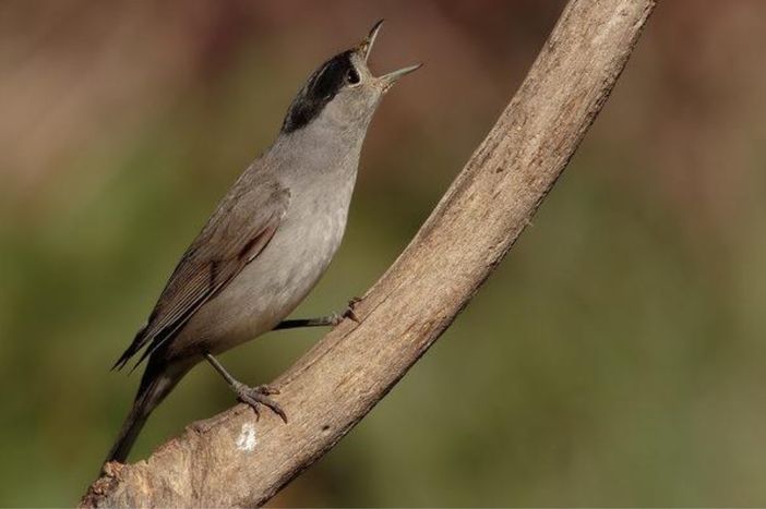 Escursione serale con ornitologo al Parco fluviale di Cuneo