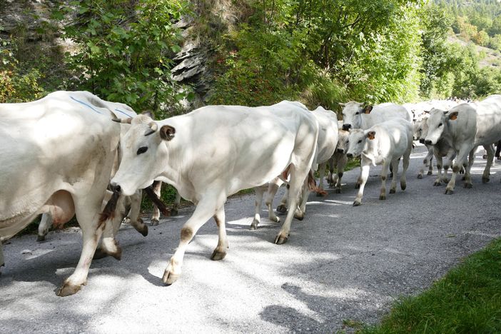 La discesa della mandria di Piemontesi in una precedente edizione di “Caluma el vache” La discesa della mandria di Piemontesi in una precedente edizione di “Caluma el vache”