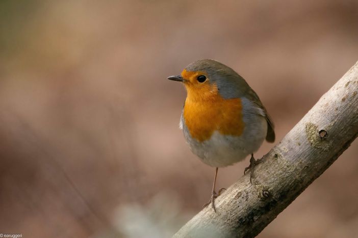 (Foto Enrico Ruggeri)