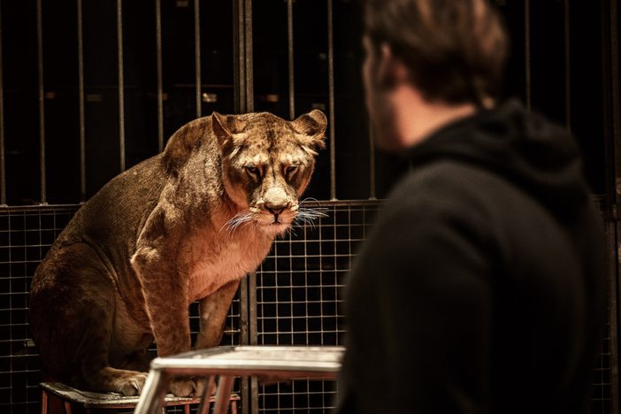 Ad Alba arriva il circo con gli animali e l'associazione Amici di zampa alza la voce: "Rinnovare la forma di intrattenimento"