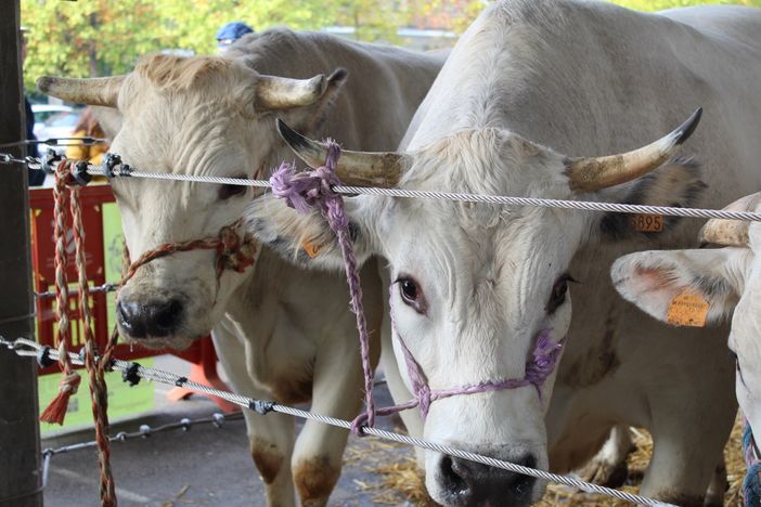 Ad Alba torna la Grande Rassegna di Bovini Piemontesi