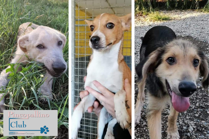 Tre cuccioli pronti per donare amore e gioia Tre cuccioli pronti per donare amore e gioia