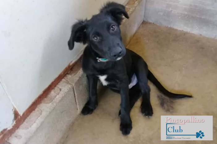 Balù è un cucciolo riconsegnato al mittente… aspetta una famiglia che lo accolga Balù è un cucciolo riconsegnato al mittente… aspetta una famiglia che lo accolga