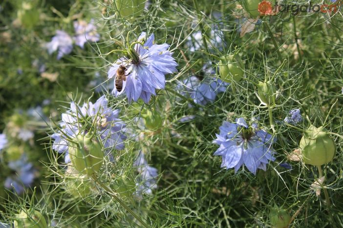 A Niella Tanaro torna a fiorire la Nigella