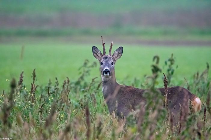Un capriolo Un capriolo