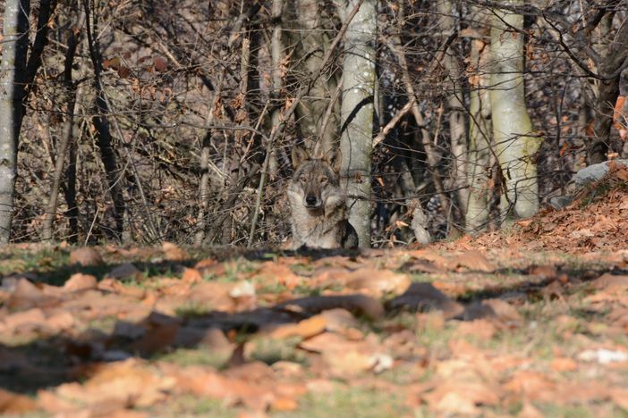 (Augusto-Rivelli_Archivio Aree Protette Alpi Marittime)
