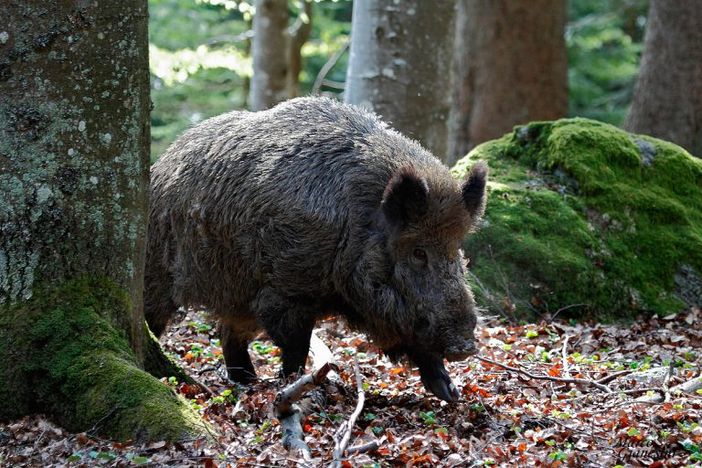 PSA, ammessa la caccia nella Zona di Restrizione 1 dalla Regione, ma non in Granda: "Perplessi e rammaricati"