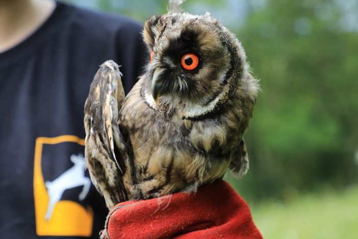 Gufo comune e martora tornano in libertà: una collaborazione tra CRAS di Bernezzo e Aree Protette Alpi Marittime